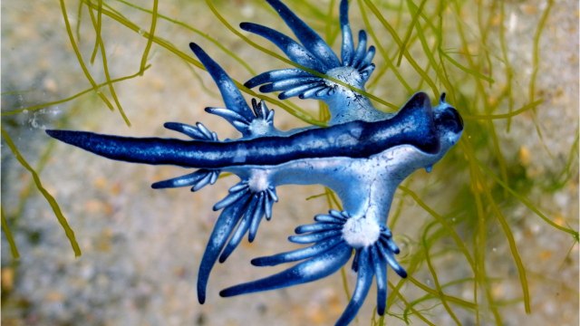 Le dragon bleu, une limace de mer très venimeuse