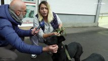 Kiev, clinica veterinaria salva centinaia di animali domestici