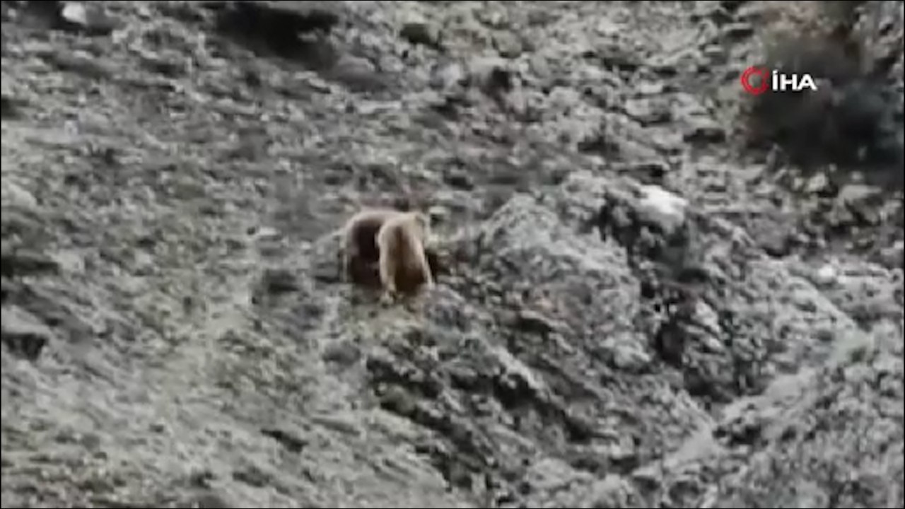 Oyun oynayan yavru ayılar kameralara yakalandı