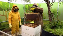باحثون يسعون إلى حماية نحل العسل من خطر المبيدات الحشرية