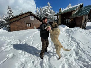 Uludağ'da ayının köpekle boğuşması kameraya yansıdı