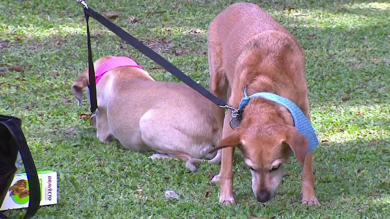 bd-consejos-para-llevar-a-su-mascota-de-paseo-1...