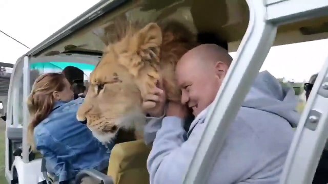 Cette lionne aime faire des câlins aux touristes