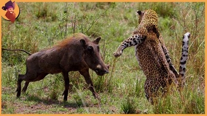 the most wild moments ever caught on camera