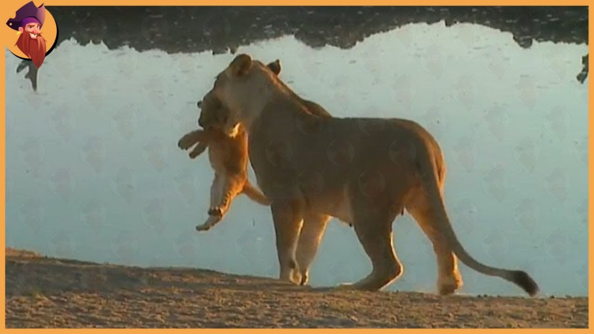 ⁣see what will happen to this lion cubs when they disobey their mother