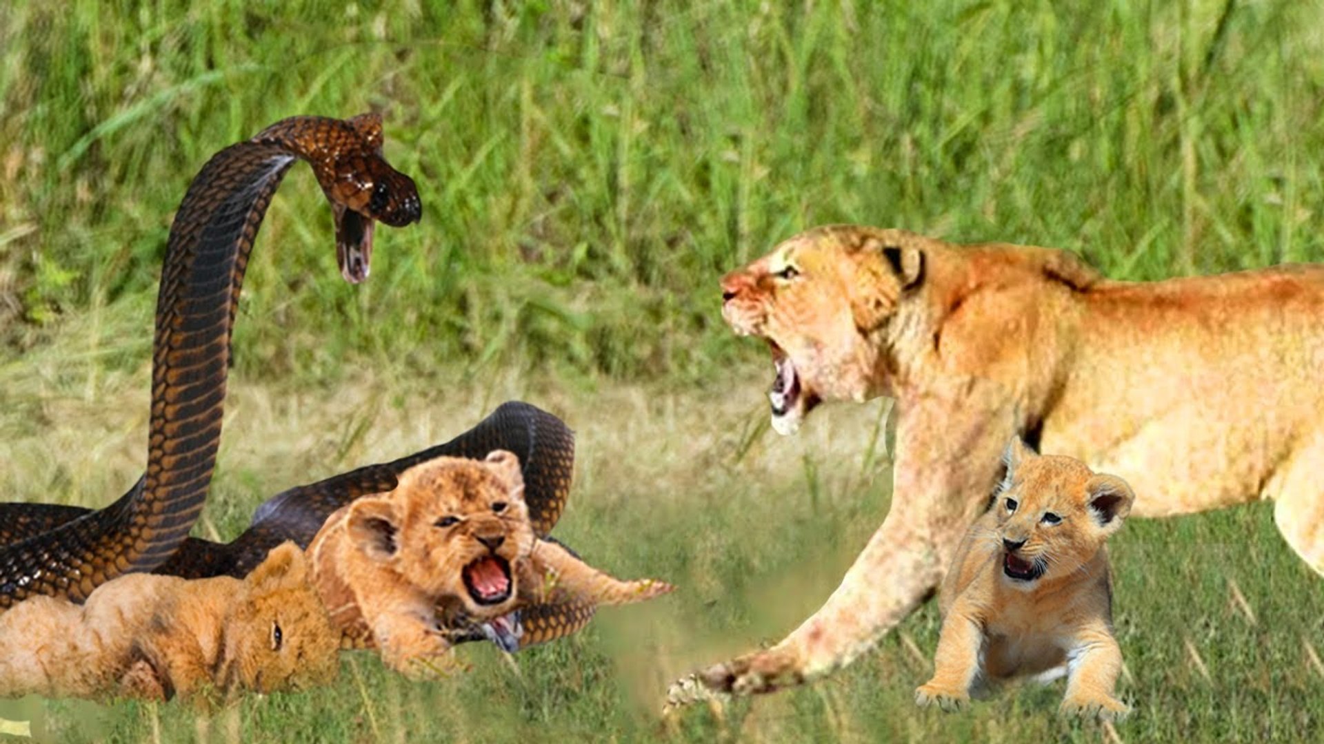 ⁣scary ! Cobra VS Lion, the most evil Cobra killed the lion by one bite!