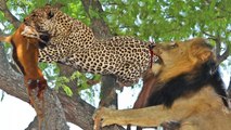 Leopard VS Lion and Wild Dogs , this Leopard was tortured to death to be robbed in his prey