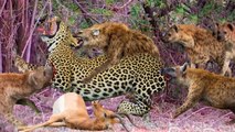 Hyenas VS Leopard , brutal bloody scene Hyenas got allied on Leopard and eat eat him up