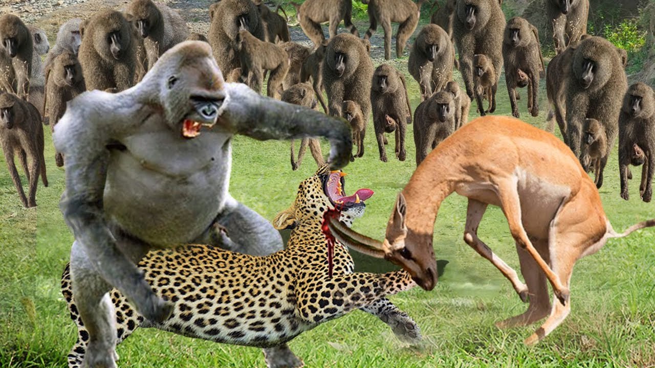 Baboon VS Cheetah , see this smart Baboon by this trick saved  Gazelle