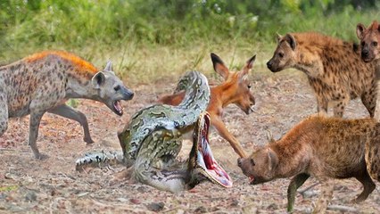 Hyenas VS Python, this Hyenas wanted to save this Newborn Impala