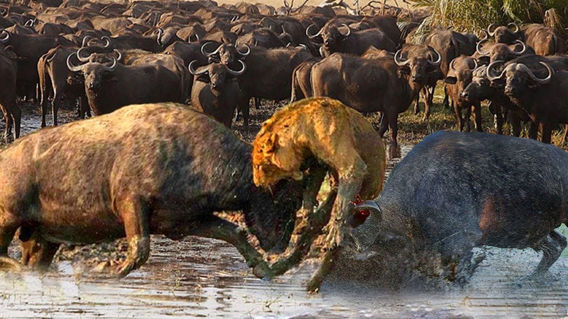 ⁣15 Lions VS one Buffalo ,drag it to water and cut it into pieces