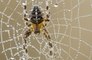 Spiders use webs as giant hearing aids