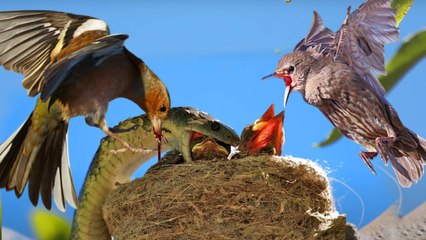 so scary !! snake attacked  the nest to eat those babies birds , but the birds was smarter than him , torn  him brutally
