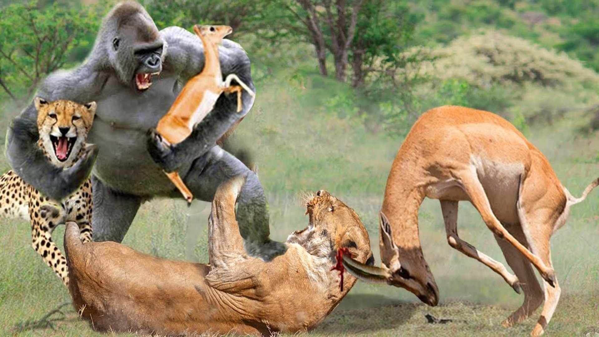 ⁣Gazelle VS everyone!, see how this mother Gazelle beat those animals to save her cub