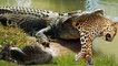 Leopard VS Crocodile ,see the bloody scene how the crocodile devoured this savage animal
