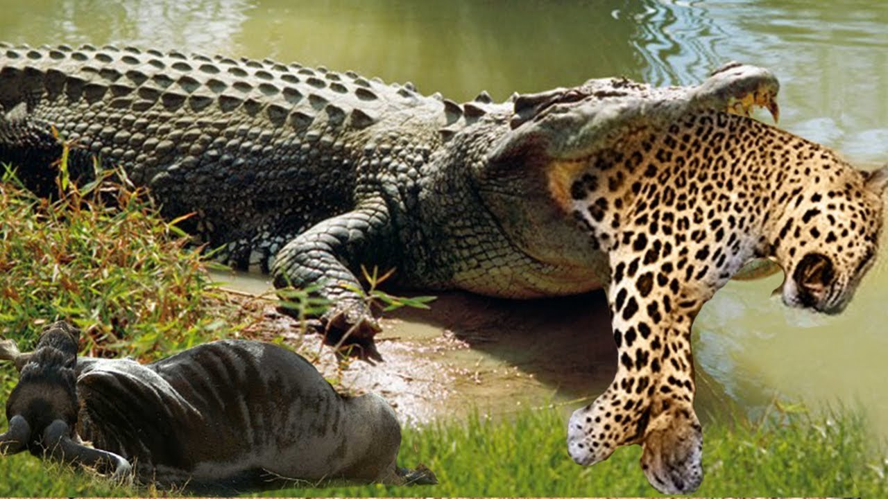 Leopard VS Crocodile ,see the bloody scene how the crocodile devoured