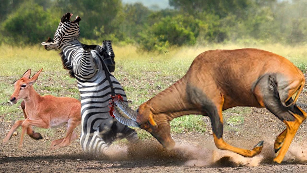 Mother Buffalo Torture And Defeat Lion By Powerful Stabs With Sharp Horns To Save Her Calf