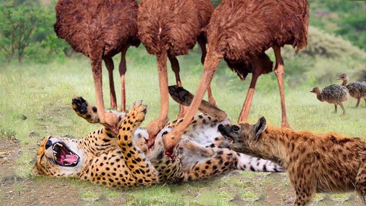 see the love of mothers, how  Ostriches kill these cheetah to protect their babies