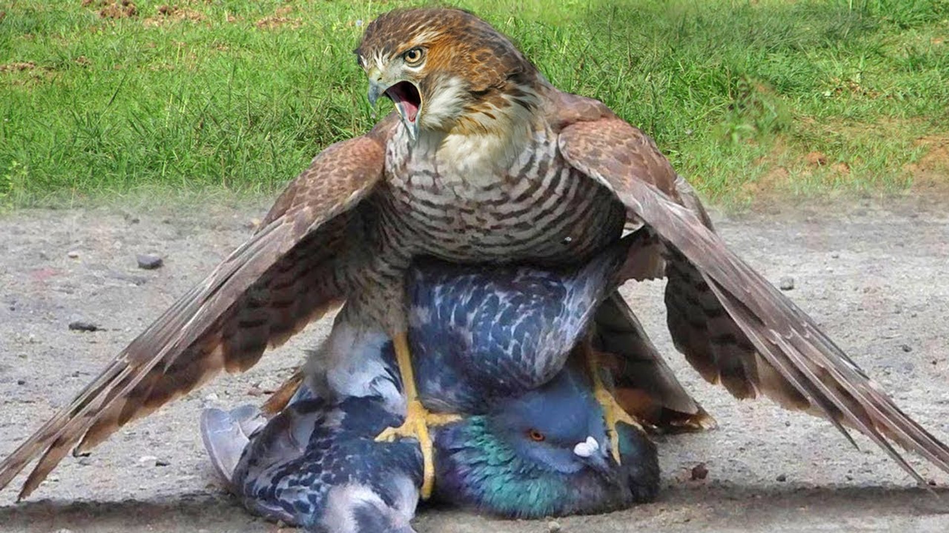 ⁣the most fast Hawk attacks ever taken on Camera ! snake ,dog, iguana birds and rabbit