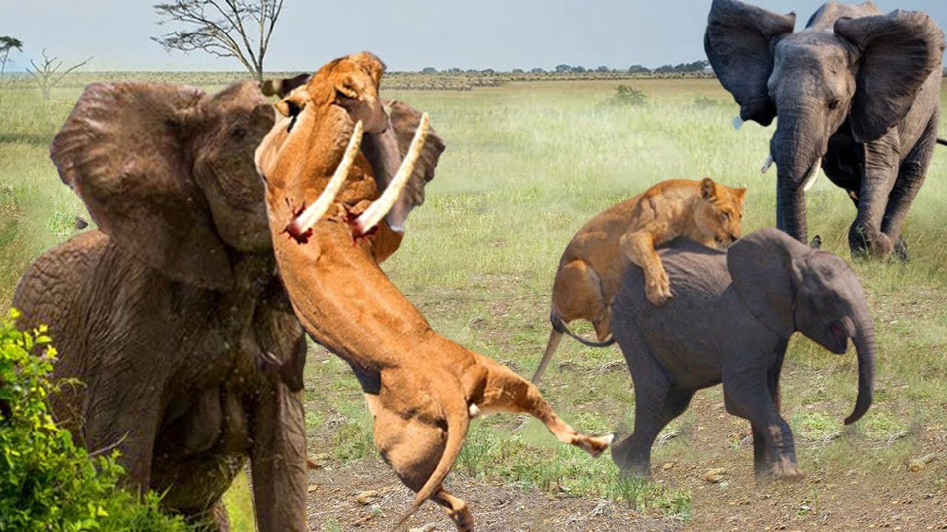 elephant attack lion