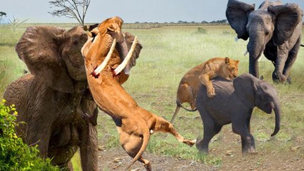 Mother Elephant Fiercely Battles Lion to Save Her Baby 🐘🦁
