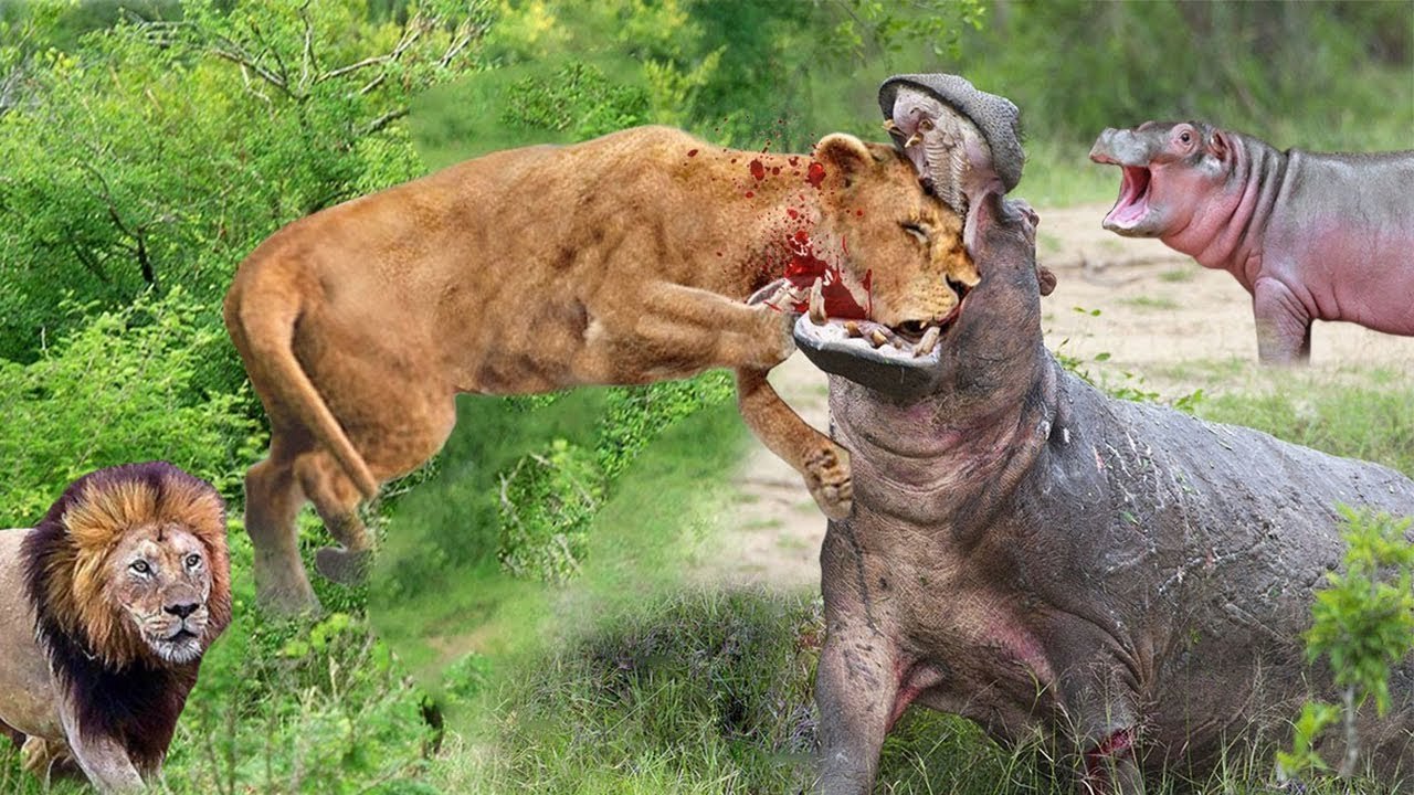 so scary! see ho this mother hippo crashed a lion head that approached her calf
