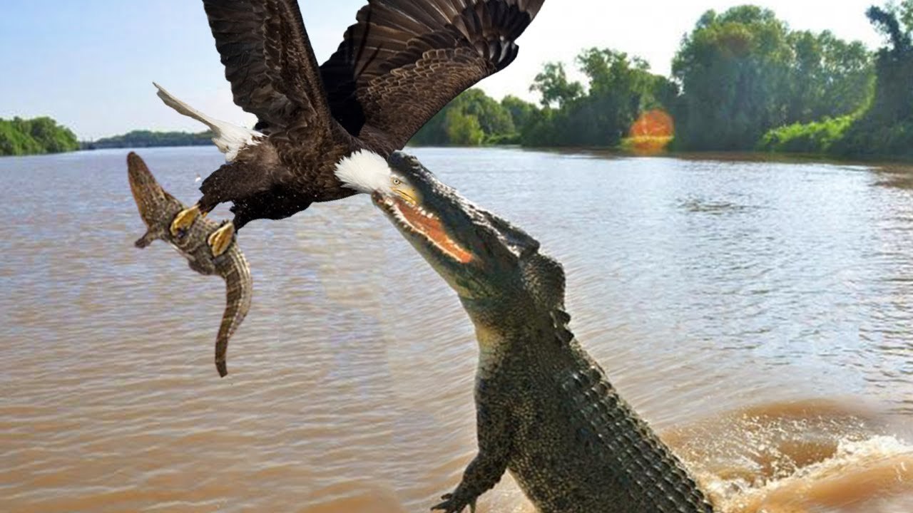 An Eagle tries to steal a baby crocodile from his mother! see how mother did!