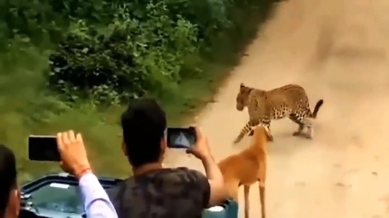 a bloody battle between wild doges v  tigers and lions, can it survive ?
