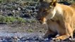 Muddy battle , when   a lion gets into mud to haunt this wild beast, the ending is unbelievable