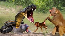rare scene , can a Small baboon survive a battle with the most deadly snake in the world!