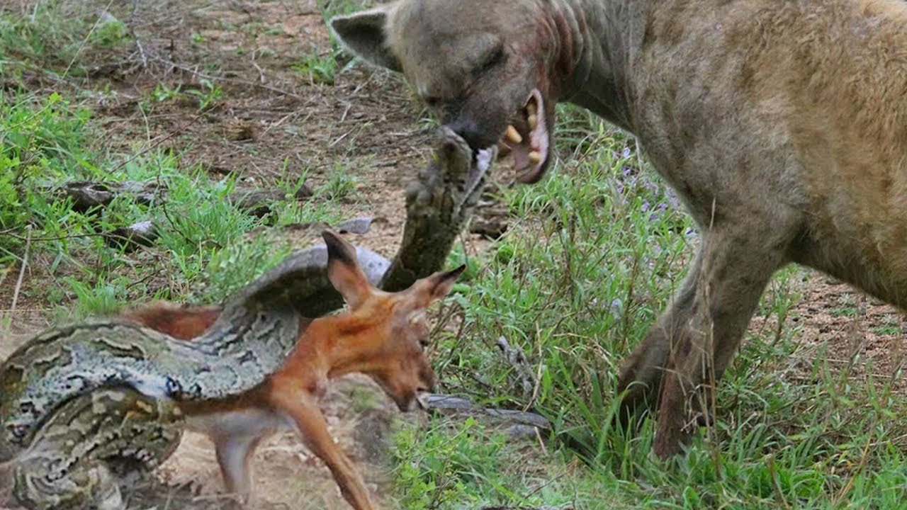 angry  python snake attack a thief Hyena stole his prey!