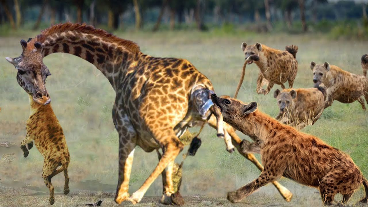 you will cry if you watched this, A mother Giraffe offer her self to a lion instead of her baby!
