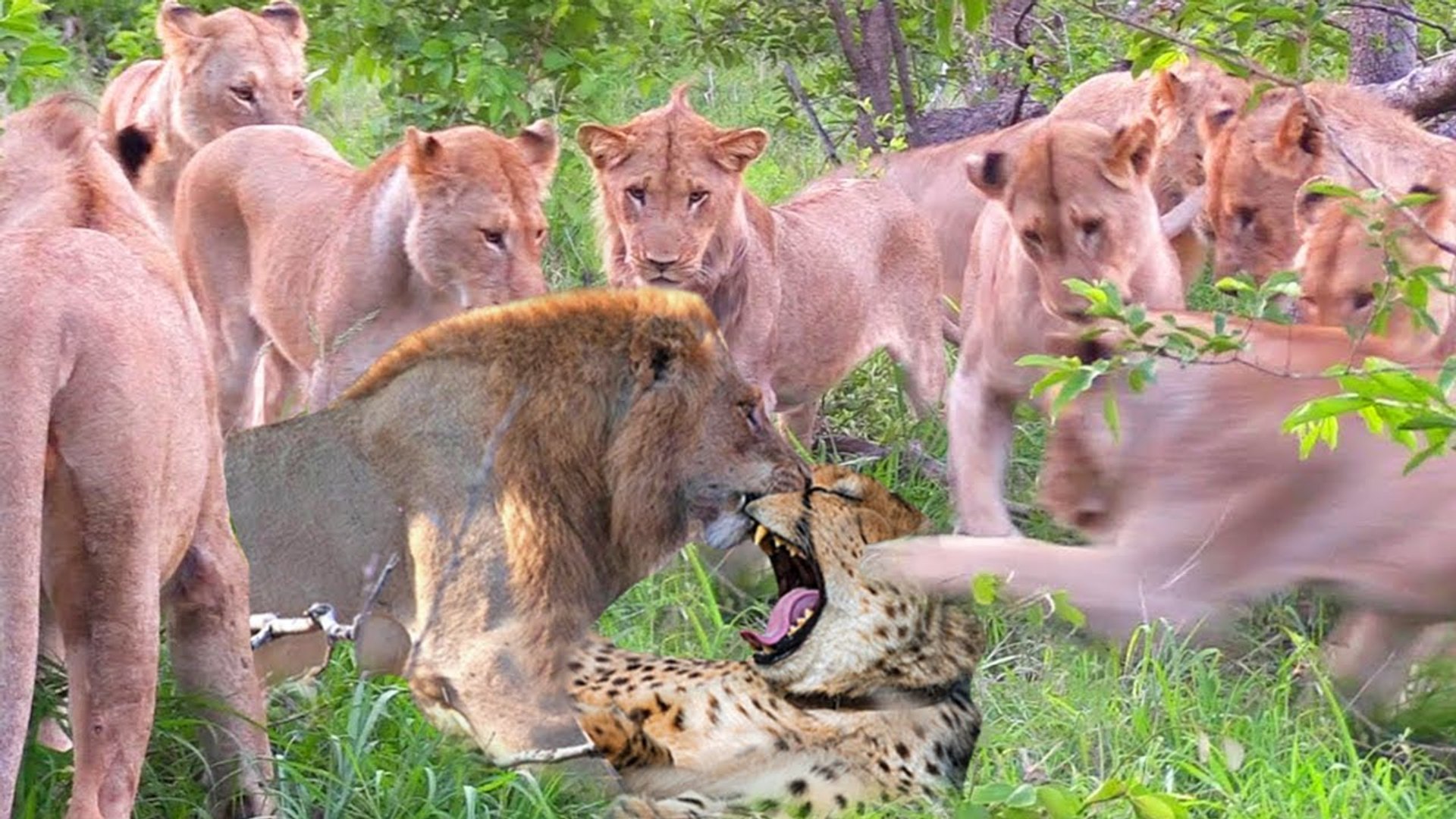 ⁣very touchy scene, Mother tiger risk with her self to save her babies from a lion attack
