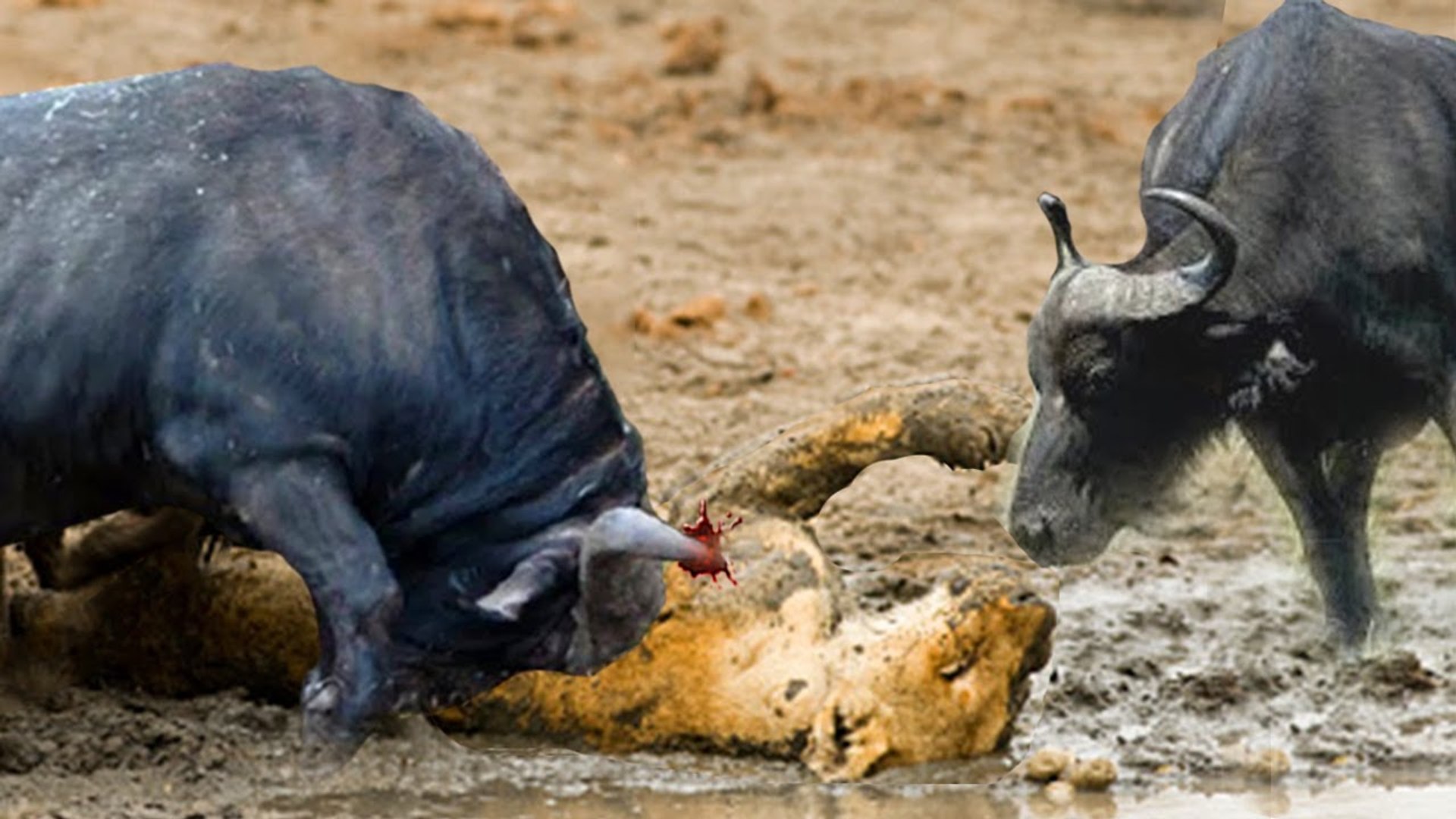 ⁣clumsy lion got attacked by those  brave buffaloes, you will not imagine the reason!