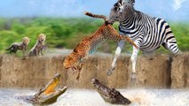 very brave act from a Zebra fighting with a crocodile and cheetahs at the same time !can he beat them
