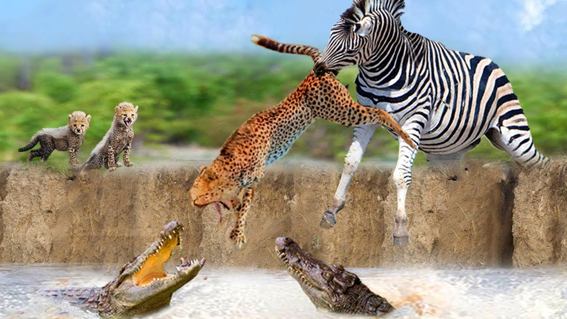 ⁣very brave act from a Zebra fighting with a crocodile and cheetahs at the same time !can he beat the
