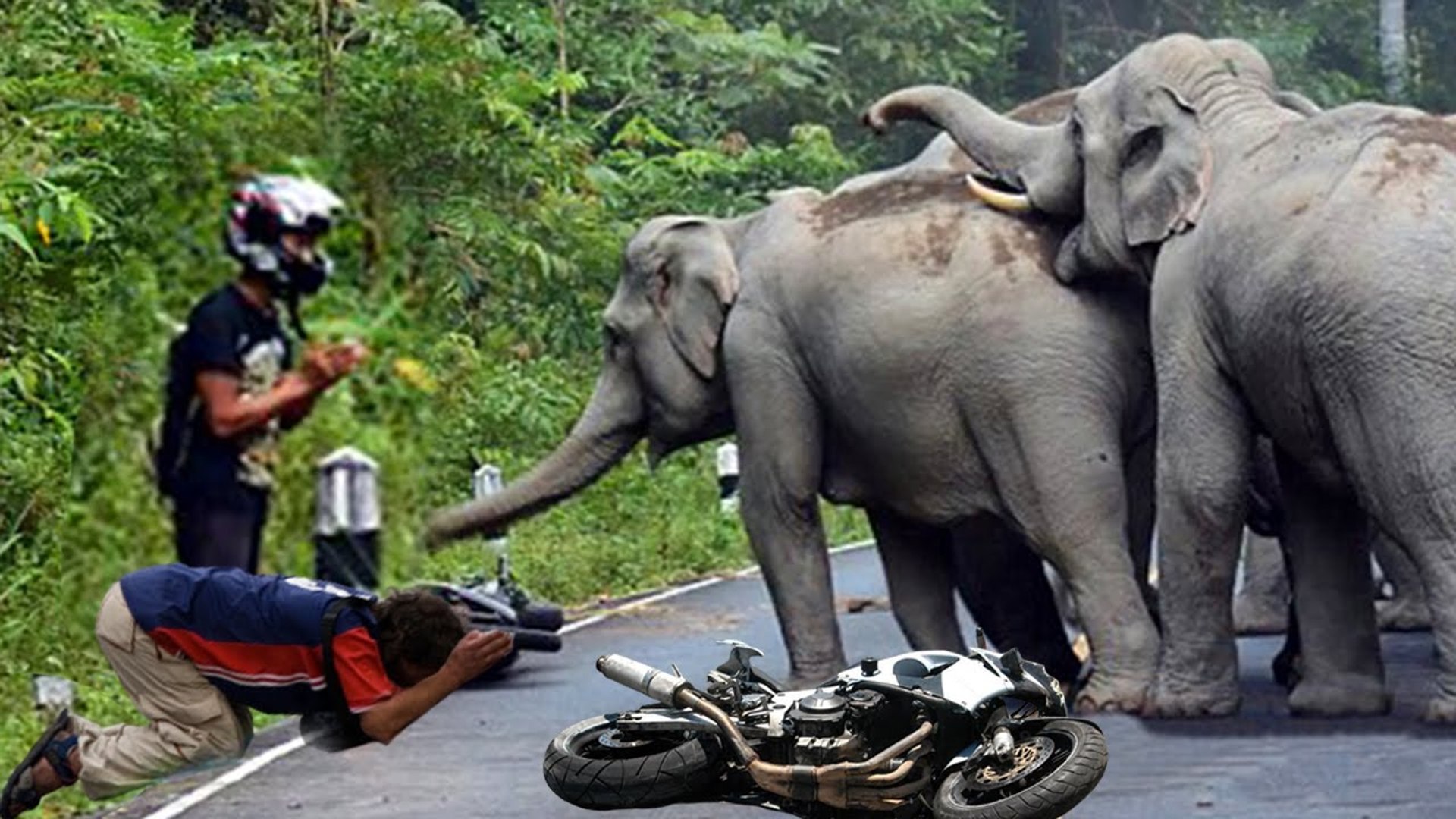 ⁣when  wild animals get crazy!! because of annoying human visitors , you will not believe what happen