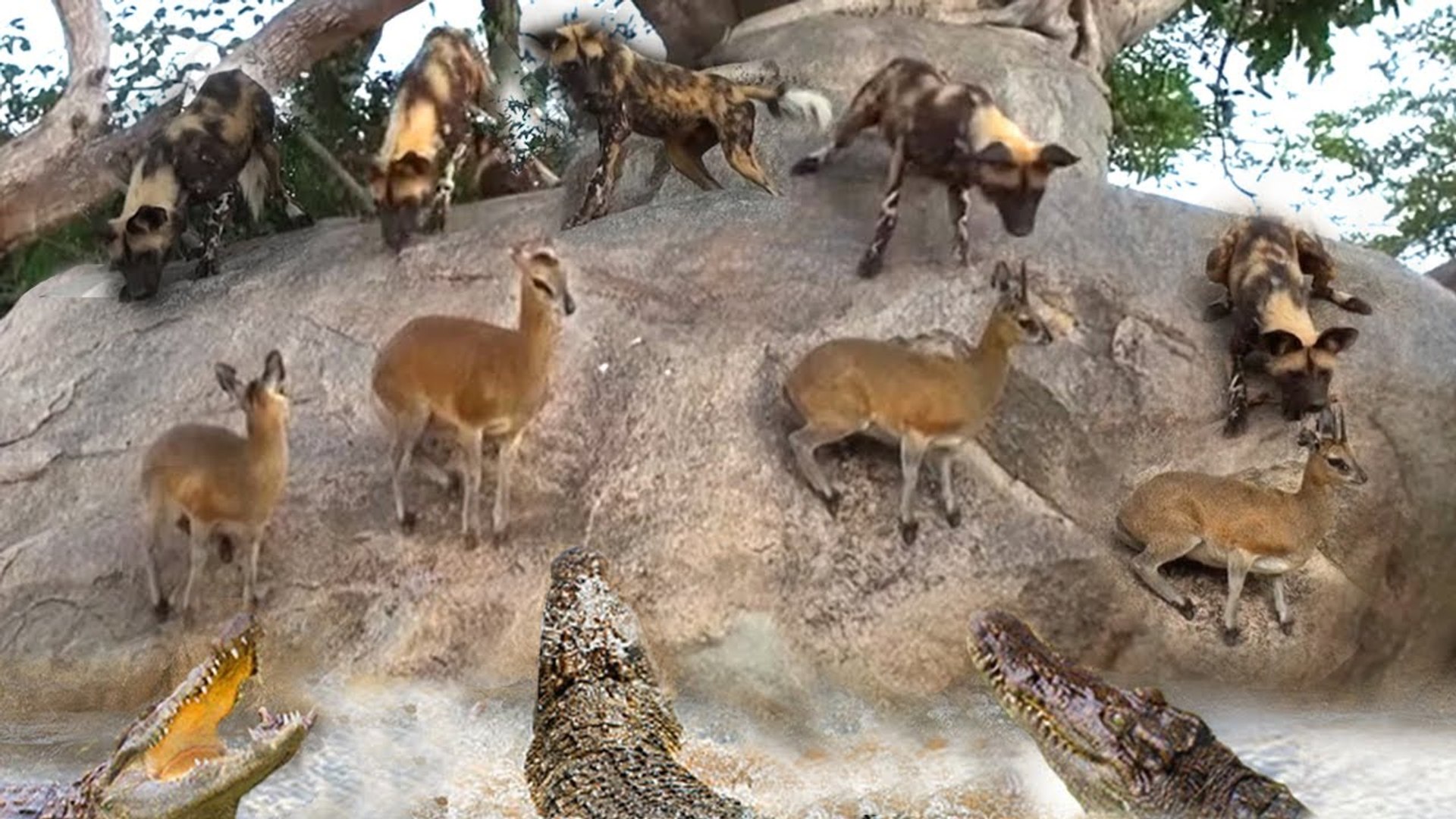⁣a moment made difference from life and death! those hipposwere attacked by wild doges , see how it r