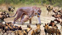 mamas wild dogs pure instinct , see how they act when a lion attack their babies !