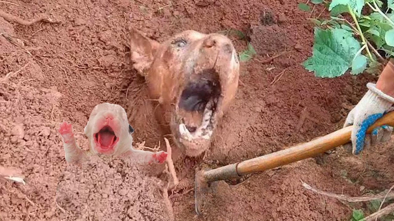 pitiful scene! a female mother dog and her babies got saved from being burred alive! see the mother tears
