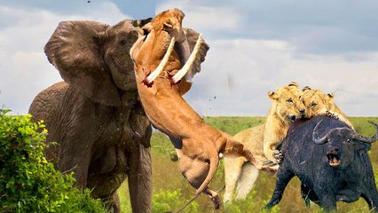 Animals chivalry, when a giant Elephant feel pity for this  poor tiny animal so he attacks this lion