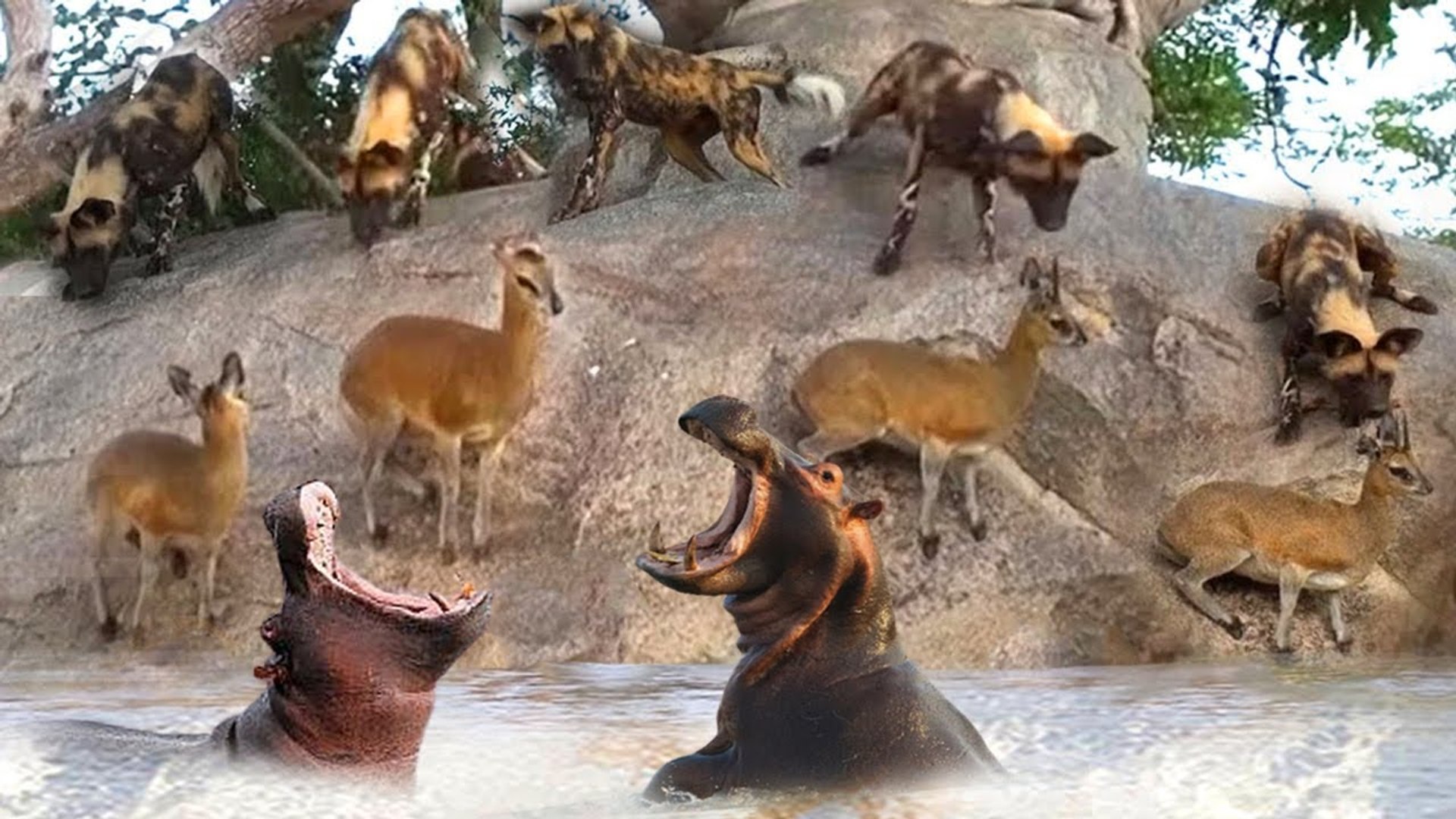 ⁣when wild dogs and heavy giant hippos got into fight! who will win!