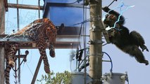 scenes that could bring your tears!! poor wild animals approached electricity till it took their lif