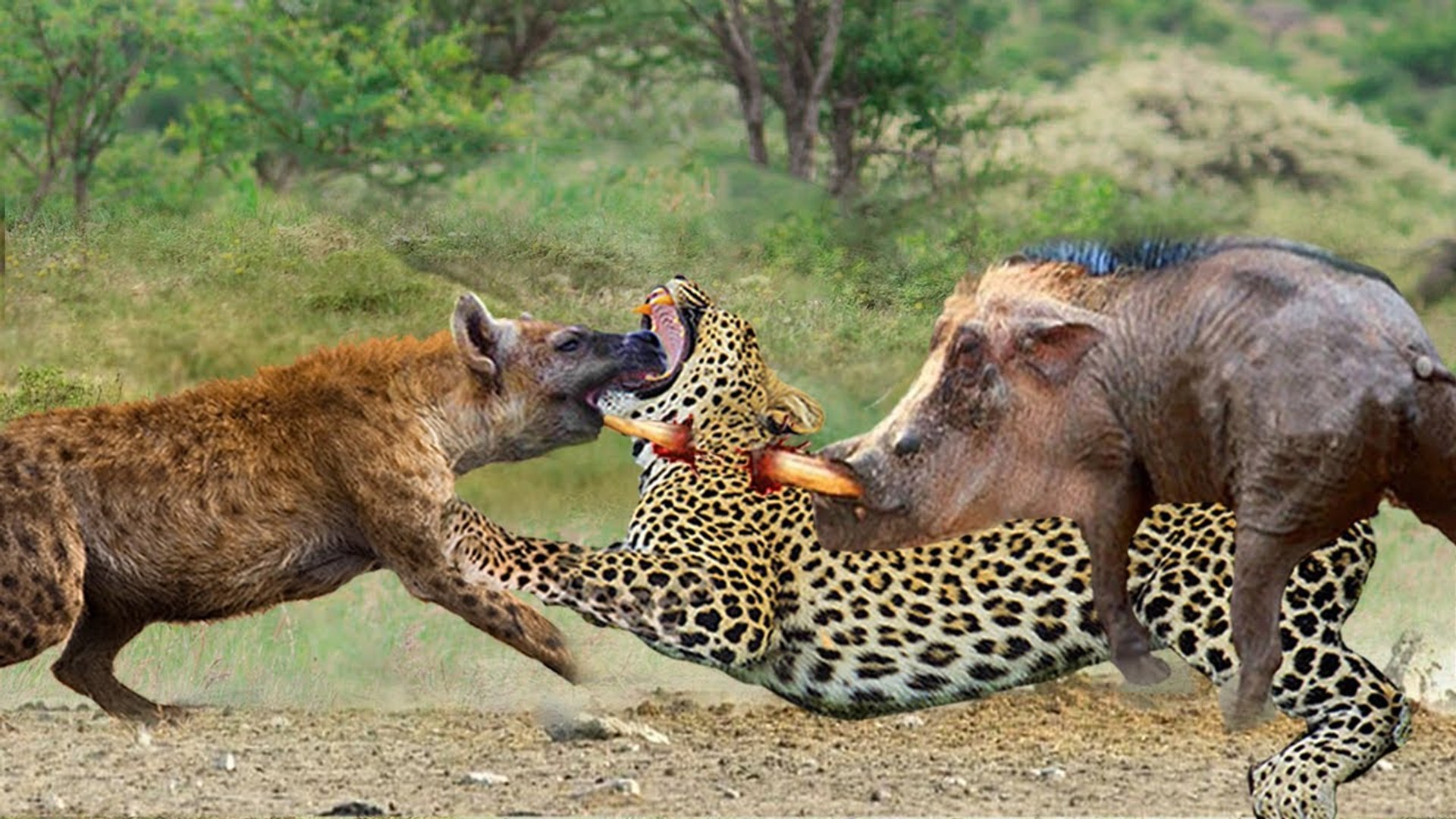 ⁣WHEN a leopard gets in between  angry warthog  and bloody Hyena!! they almost took their life