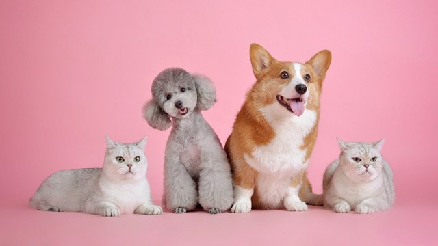 Polémica ley en Irán prohibiría la tenencia de mascotas como perros y gatos