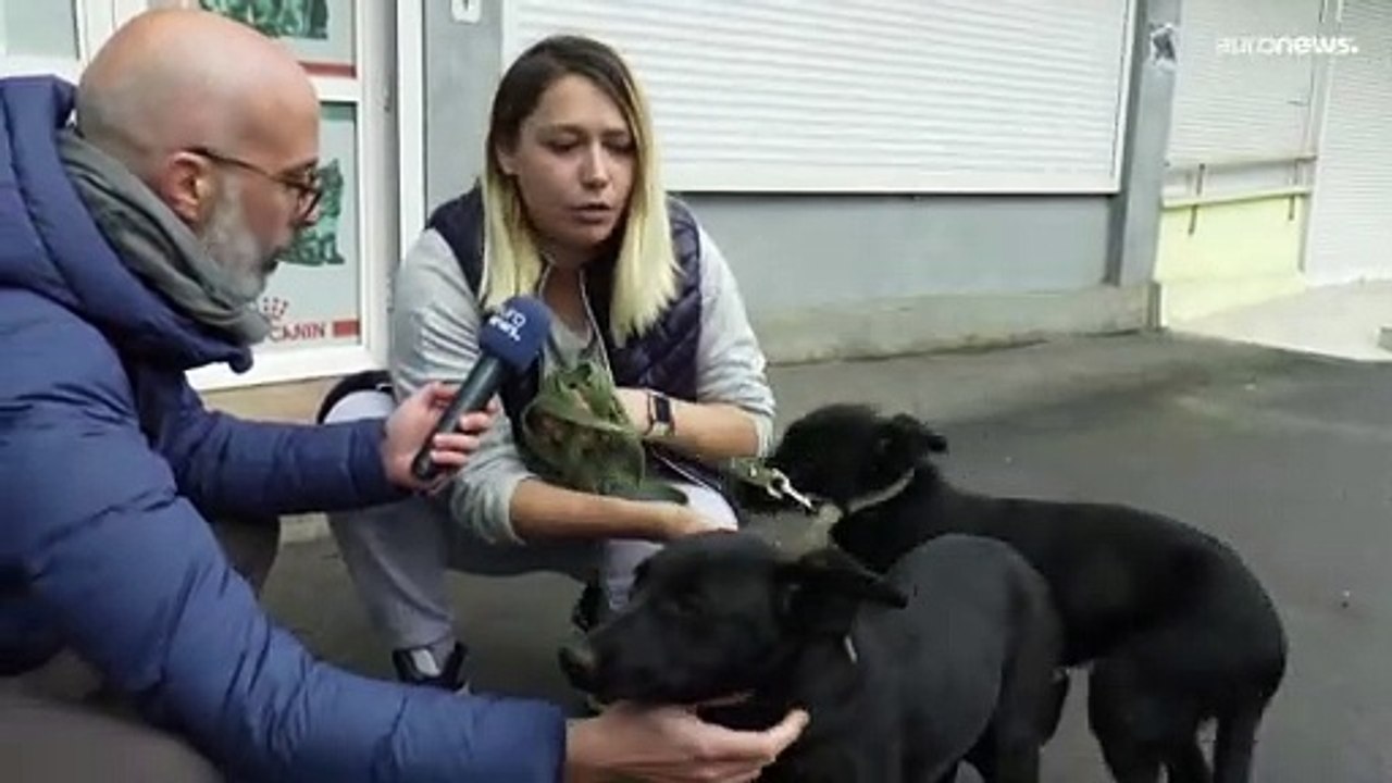 Klinik in Kiew kümmert sich um verlassene Haustiere