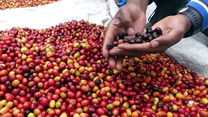 RD Congo : le café de l'île d'Idjwi, un arabica au féminin