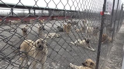 Geçici bakımevi, sokak hayvanlarını yuvalara kavuşturuyor