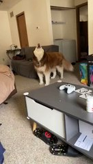 Blaze Being a Sassy Husky
