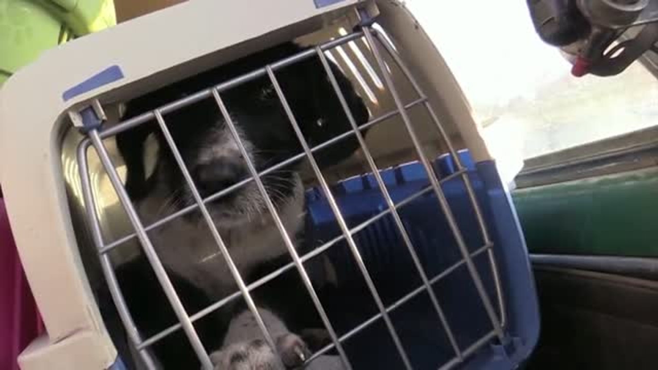 Voluntarios rusos y ucranianos se unen para rescatar a perros y gatos abandonados en Donetsk